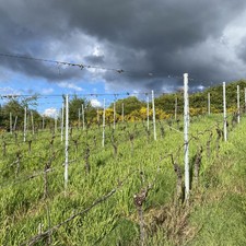 Spaziergang zum Weinberg