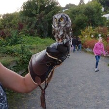 Eulenwanderung
